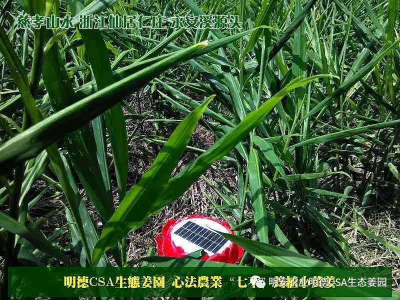 七不姜小黃姜 禮品卡 優惠劵 會員申請 折扣 積分2022年9月