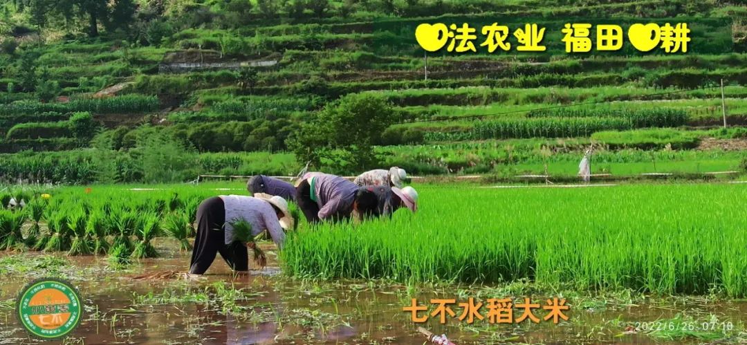 預定有禮-訂購大米送生姜。2022年秋收浙江仙居新米⑤紅秈米④黑米⑨勇優12粳米⑥糯米⑩香米華優18秈米 ⑾嘉豐優2號秈米 預定有禮-訂購大米送生姜。2022年秋收浙江仙居新米⑤紅秈米④黑米⑨勇優12粳米⑥糯米⑩香米華優18秈米 ⑾嘉豐優2號秈米
