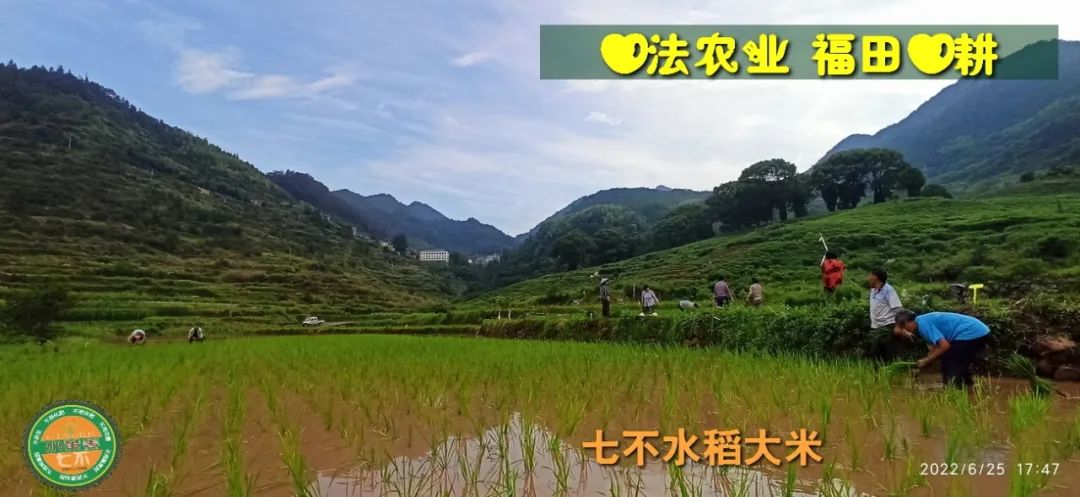 預定有禮-訂購大米送生姜。2022年秋收浙江仙居新米⑤紅秈米④黑米⑨勇優12粳米⑥糯米⑩香米華優18秈米 ⑾嘉豐優2號秈米 預定有禮-訂購大米送生姜。2022年秋收浙江仙居新米⑤紅秈米④黑米⑨勇優12粳米⑥糯米⑩香米華優18秈米 ⑾嘉豐優2號秈米