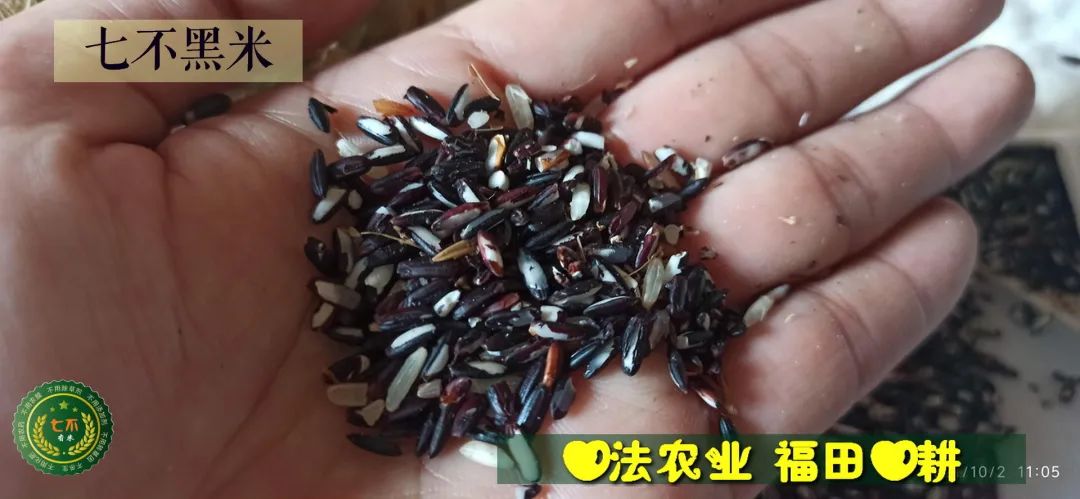 預定有禮-訂購大米送生姜。2022年秋收浙江仙居新米⑤紅秈米④黑米⑨勇優12粳米⑥糯米⑩香米華優18秈米 ⑾嘉豐優2號秈米 預定有禮-訂購大米送生姜。2022年秋收浙江仙居新米⑤紅秈米④黑米⑨勇優12粳米⑥糯米⑩香米華優18秈米 ⑾嘉豐優2號秈米