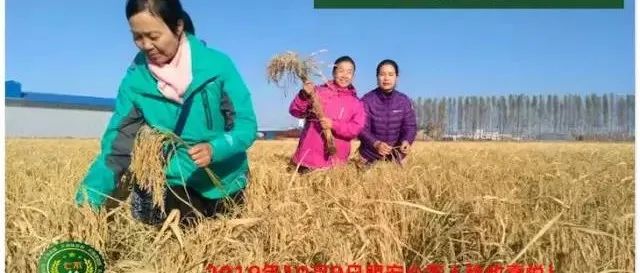 七不水稻即將上市-2021年新米預定月購限時特惠  家庭七不大米/紅米 紅皮大米/糯米/ 黑米/泰兩優217/中浙優H7 宅配送