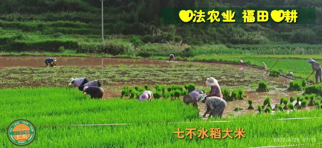 預定有禮-訂購大米送生姜。2022年秋收浙江仙居新米⑤紅秈米④黑米⑨勇優12粳米⑥糯米⑩香米華優18秈米 ⑾嘉豐優2號秈米 預定有禮-訂購大米送生姜。2022年秋收浙江仙居新米⑤紅秈米④黑米⑨勇優12粳米⑥糯米⑩香米華優18秈米 ⑾嘉豐優2號秈米