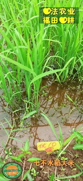 預定有禮-訂購大米送生姜。2022年秋收浙江仙居新米⑤紅秈米④黑米⑨勇優12粳米⑥糯米⑩香米華優18秈米 ⑾嘉豐優2號秈米