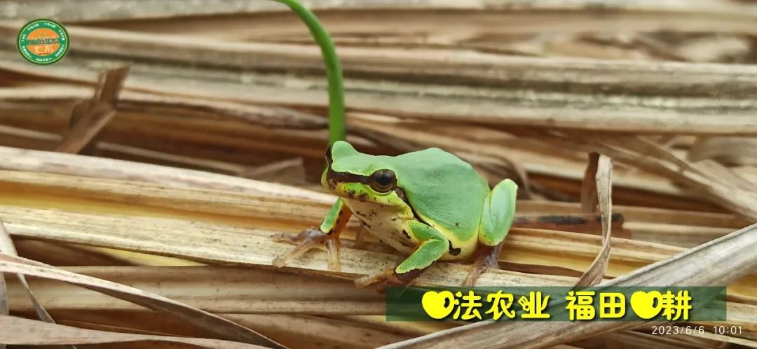 (●'?'●)6月慶祝春播春種順利完成！ 姜膏姜油 端午糯米 會員積分換購特惠 ，2023預售大米 會員折上折 6.18折