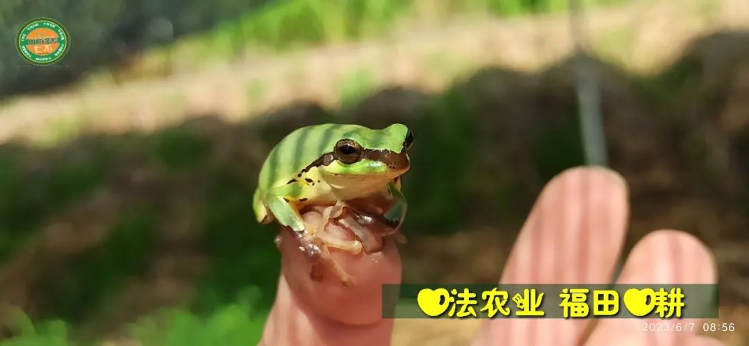 (●'?'●)6月慶祝春播春種順利完成！ 姜膏姜油 端午糯米 會員積分換購特惠 ，2023預售大米 會員折上折 6.18折