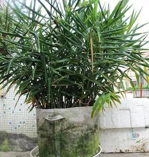 冬季盆栽“生姜”，2元錢1小瓶“藥”一年翻20倍，盆盆爆滿“姜”