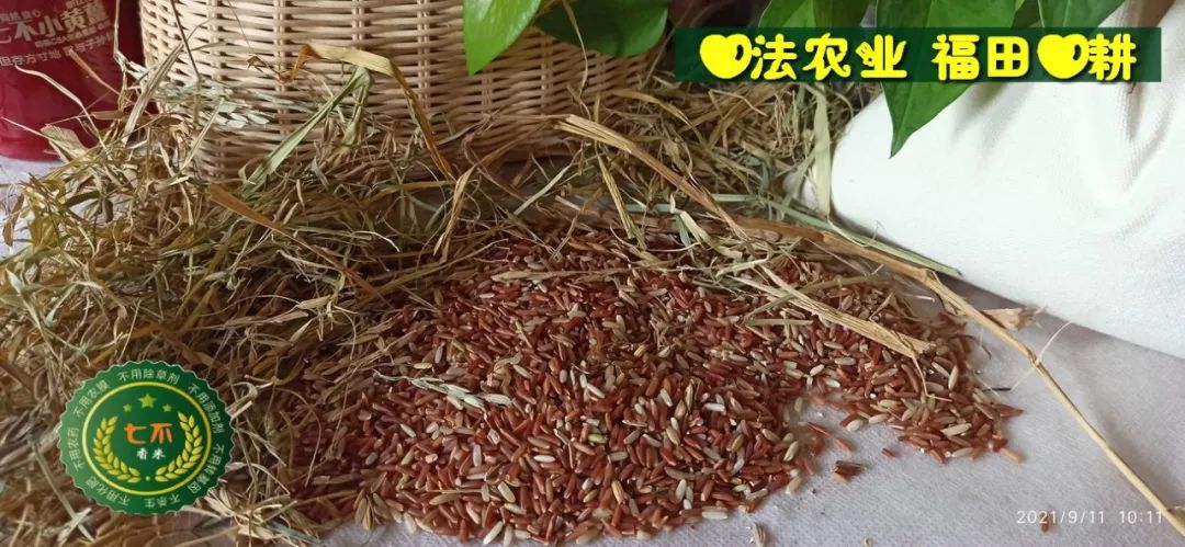 七不紅米水稻9月11日上市現貨銷售-新米限時特惠 家庭大米專場：紅米/糯米/ 黑米/泰兩優217/中浙優H7 品種多質量優