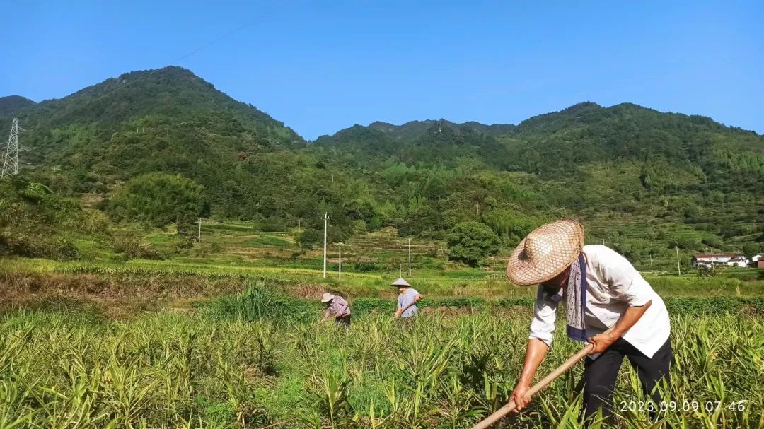 生姜贊歌-浙江仙居 七不小黃姜 鮮嫩姜 新鮮 超新上市 每周超鮮嫩姜2斤/5斤 生姜鮮姜2023年9月現采現發 生態自然