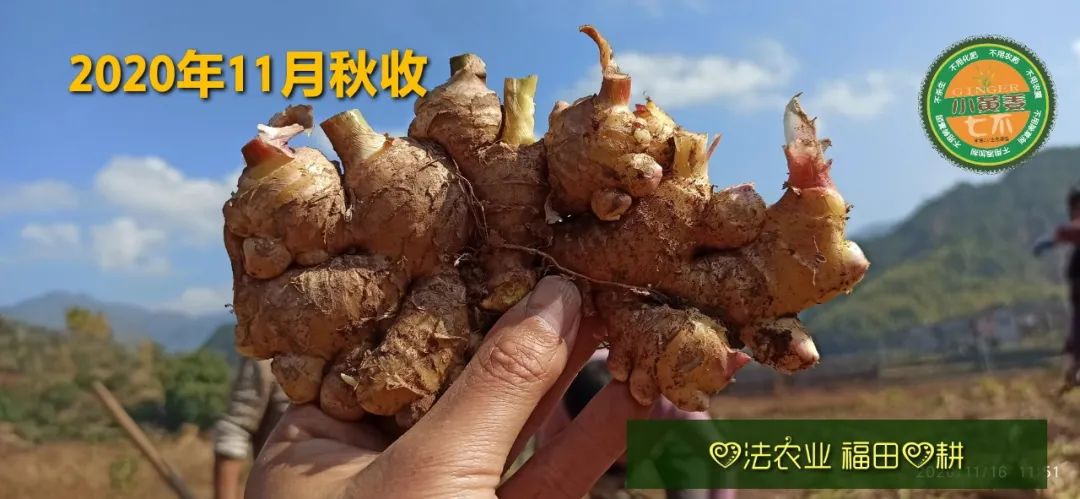 七不姜315感恩回饋！ 送世界名品 派克筆...會員還有折扣和優惠。僅一天。每天再抽獎再送！