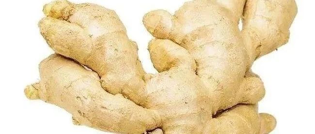 姜在水產養殖中7大作用!-七不姜 生姜養生網-明德CSA生態姜園&明安農業