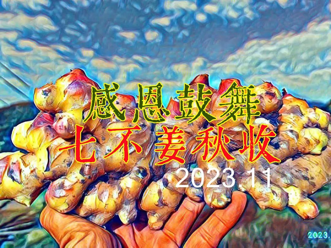 2023年12月 優惠“卷”送給您收下。 慶祝七不姜秋收圓滿！ 浙江仙居 七不小黃姜 干姜片 姜粉新上市！?^?ω?^?