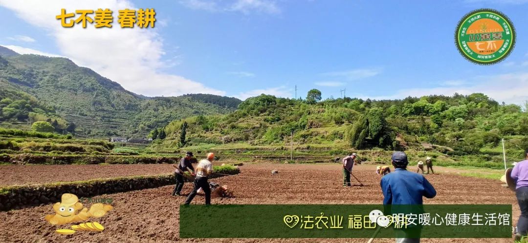 生姜養生 七不姜 明安農業企業 2022年新公眾號 視頻號 歡迎關注! 生姜養生 七不姜 明安農業企業 2022年新公眾號 視頻號 歡迎關注!