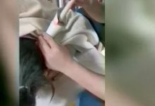 案例分享:調理蕁麻疹的好轉反應-七不姜 生姜養生網-明德CSA生態姜園&明安農業