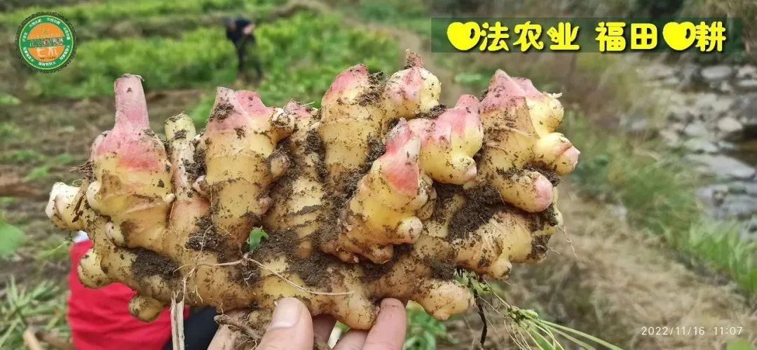 生姜養生-擼起袖子，家庭盆栽及庭院種姜了..薑有佛心 孝道,家庭種姜“富貴竹” 。預定七不姜種、普通姜種、種姜指導