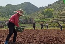 擼起袖子種姜了!家庭農場 盆栽種姜-七不姜 生姜養生網-明德CSA生態姜園&明安農業