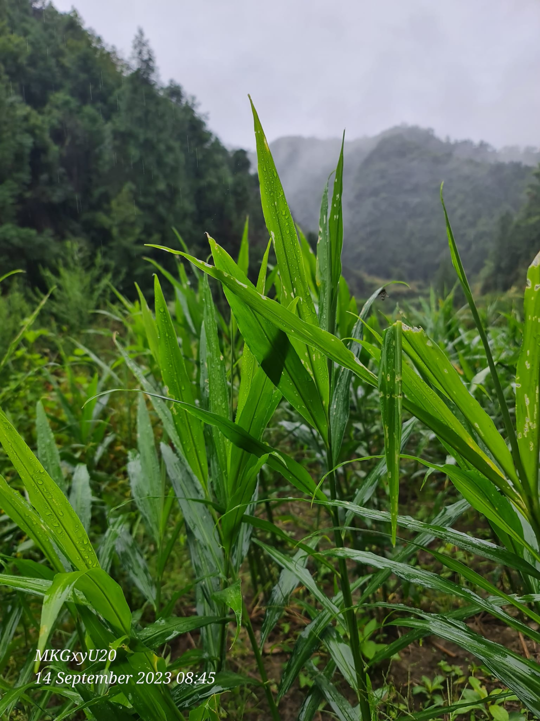 中秋國慶 七不姜贊歌-浙江仙居 七不小黃姜 鮮嫩姜 新鮮 上市現采現發；秋收水稻大米預售特惠 送七不自釀會員定制白酒中秋贈品