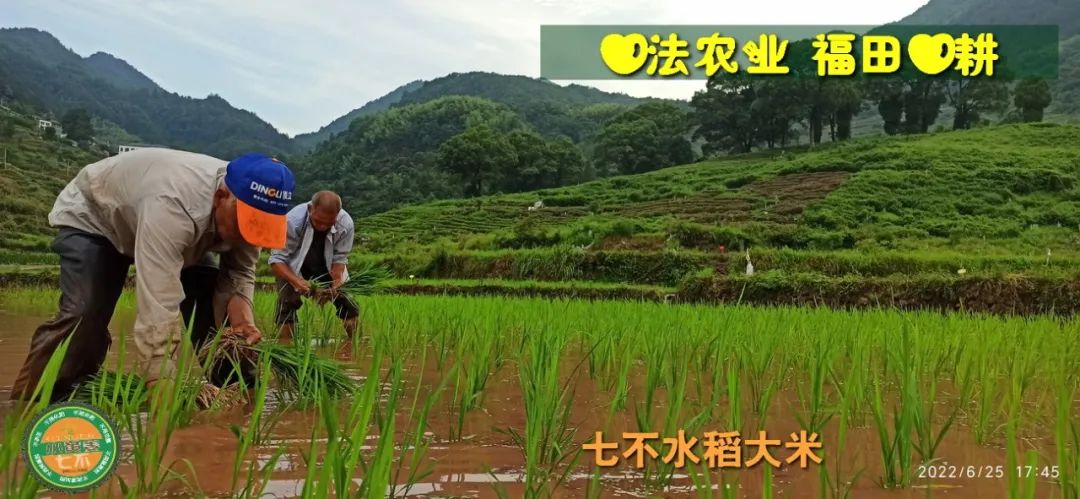 預定有禮-訂購大米送生姜。2022年秋收浙江仙居新米⑤紅秈米④黑米⑨勇優12粳米⑥糯米⑩香米華優18秈米 ⑾嘉豐優2號秈米 預定有禮-訂購大米送生姜。2022年秋收浙江仙居新米⑤紅秈米④黑米⑨勇優12粳米⑥糯米⑩香米華優18秈米 ⑾嘉豐優2號秈米