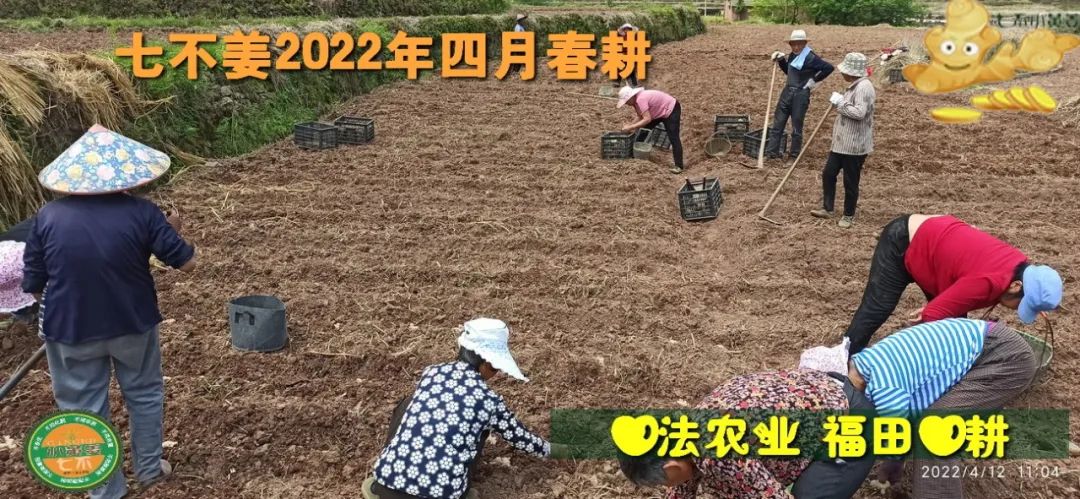 明安農業五月種七不水稻了。六月端午別忘吃粽子。買糯米要七不種植的...自然生態超越有機！七不姜優惠發劵