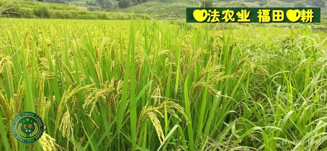 七不水稻即將上市-2021年新米預定月購限時特惠  家庭七不大米/紅米 紅皮大米/糯米/ 黑米/泰兩優217/中浙優H7 宅配送