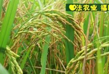 七不紅米水稻9月11日上市現貨銷售-新米限時特惠  家庭大米專場:紅米/糯米/ 黑米/泰兩優217/中浙優H7 品種多質量優-七不姜 生姜養生網-明德CSA生態姜園&明安農業