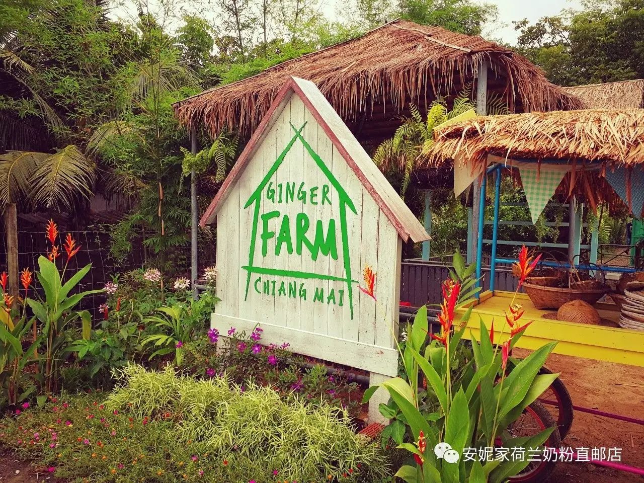 【清邁】GINGER FARM里的泰國農家樂，可以舉辦生日趴體，10月份假期日托班信息在貼底