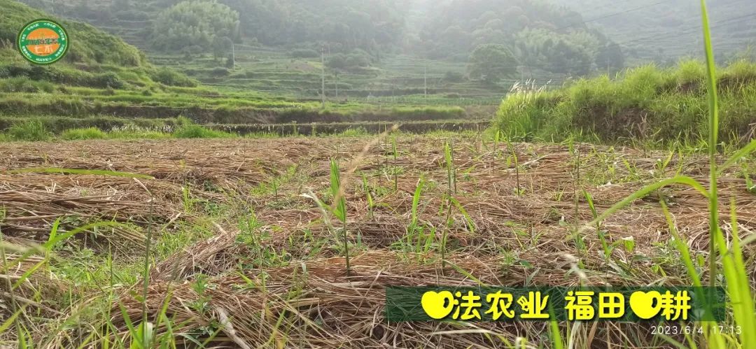 (●'?'●)6月慶祝春播春種順利完成！ 姜膏姜油 端午糯米 會員積分換購特惠 ，2023預售大米 會員折上折 6.18折