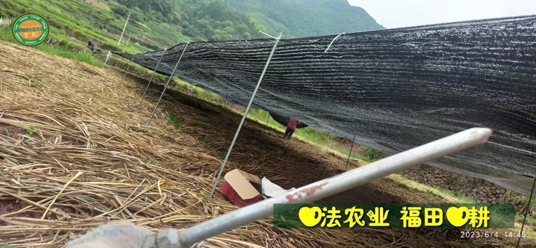 (●'?'●)6月慶祝春播春種順利完成！ 姜膏姜油 端午糯米 會員積分換購特惠 ，2023預售大米 會員折上折 6.18折