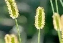 “濕氣在,百病害”,末伏養生勿忘祛濕,這些“排濕穴”要知道!-七不姜 生姜養生網-明德CSA生態姜園&明安農業