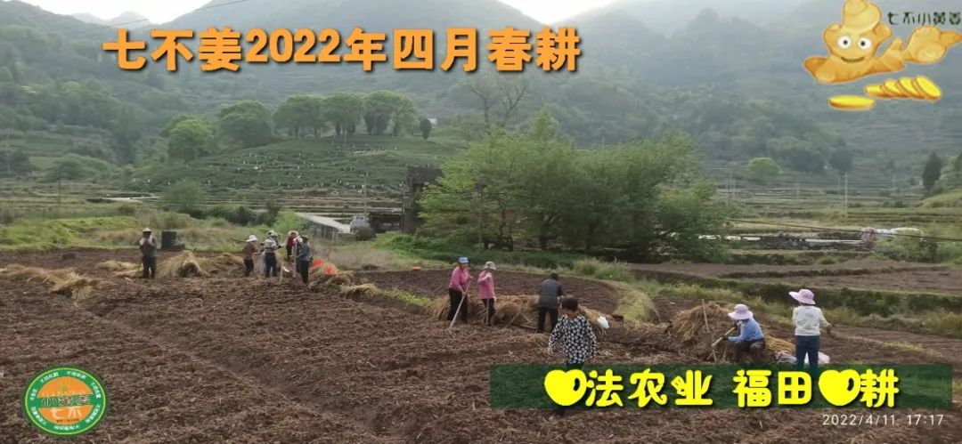 明安農業五月種七不水稻了。六月端午別忘吃粽子。買糯米要七不種植的...自然生態超越有機！七不姜優惠發劵