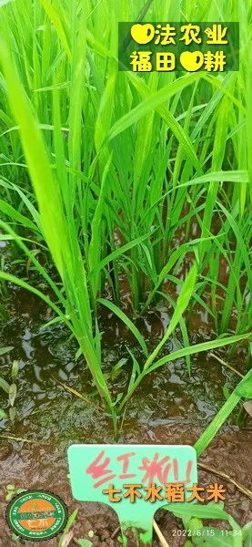 預定有禮-訂購大米送生姜。2022年秋收浙江仙居新米⑤紅秈米④黑米⑨勇優12粳米⑥糯米⑩香米華優18秈米 ⑾嘉豐優2號秈米 預定有禮-訂購大米送生姜。2022年秋收浙江仙居新米⑤紅秈米④黑米⑨勇優12粳米⑥糯米⑩香米華優18秈米 ⑾嘉豐優2號秈米