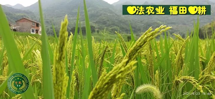 預定有禮-訂購大米送生姜。2022年秋收浙江仙居新米⑤紅秈米④黑米⑨勇優12粳米⑥糯米⑩香米華優18秈米 ⑾嘉豐優2號秈米 預定有禮-訂購大米送生姜。2022年秋收浙江仙居新米⑤紅秈米④黑米⑨勇優12粳米⑥糯米⑩香米華優18秈米 ⑾嘉豐優2號秈米