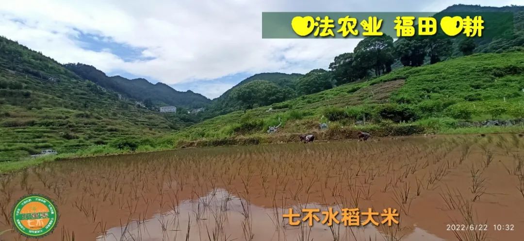 預定有禮-訂購大米送生姜。2022年秋收浙江仙居新米⑤紅秈米④黑米⑨勇優12粳米⑥糯米⑩香米華優18秈米 ⑾嘉豐優2號秈米 預定有禮-訂購大米送生姜。2022年秋收浙江仙居新米⑤紅秈米④黑米⑨勇優12粳米⑥糯米⑩香米華優18秈米 ⑾嘉豐優2號秈米