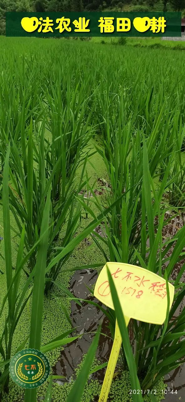 慶祝七不水稻 二級優質秈米 中浙優H7新上市-特惠五折預定，限時三天。可選1斤10斤及每月宅配送。