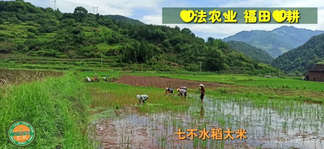 預定有禮-訂購大米送生姜。2022年秋收浙江仙居新米⑤紅秈米④黑米⑨勇優12粳米⑥糯米⑩香米華優18秈米 ⑾嘉豐優2號秈米 預定有禮-訂購大米送生姜。2022年秋收浙江仙居新米⑤紅秈米④黑米⑨勇優12粳米⑥糯米⑩香米華優18秈米 ⑾嘉豐優2號秈米