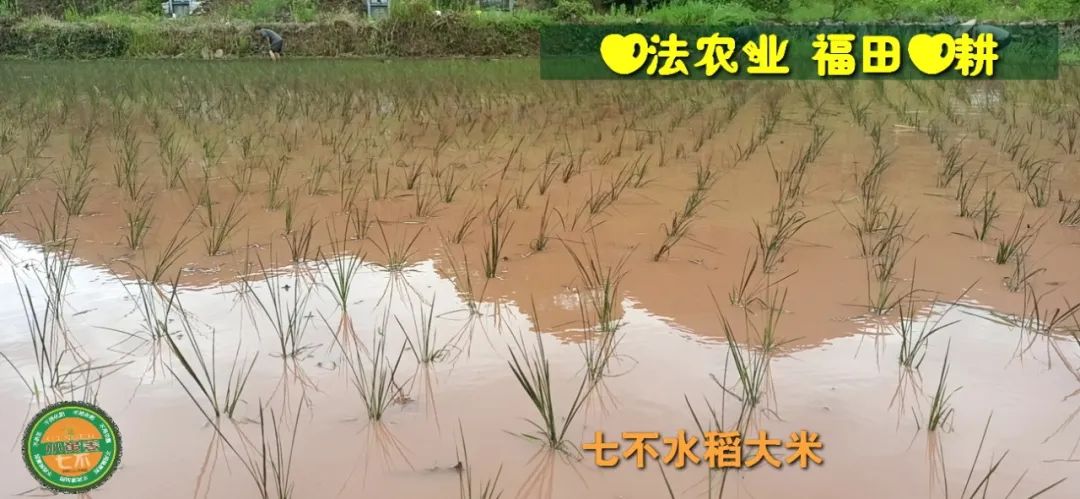 預定有禮-訂購大米送生姜。2022年秋收浙江仙居新米⑤紅秈米④黑米⑨勇優12粳米⑥糯米⑩香米華優18秈米 ⑾嘉豐優2號秈米 預定有禮-訂購大米送生姜。2022年秋收浙江仙居新米⑤紅秈米④黑米⑨勇優12粳米⑥糯米⑩香米華優18秈米 ⑾嘉豐優2號秈米