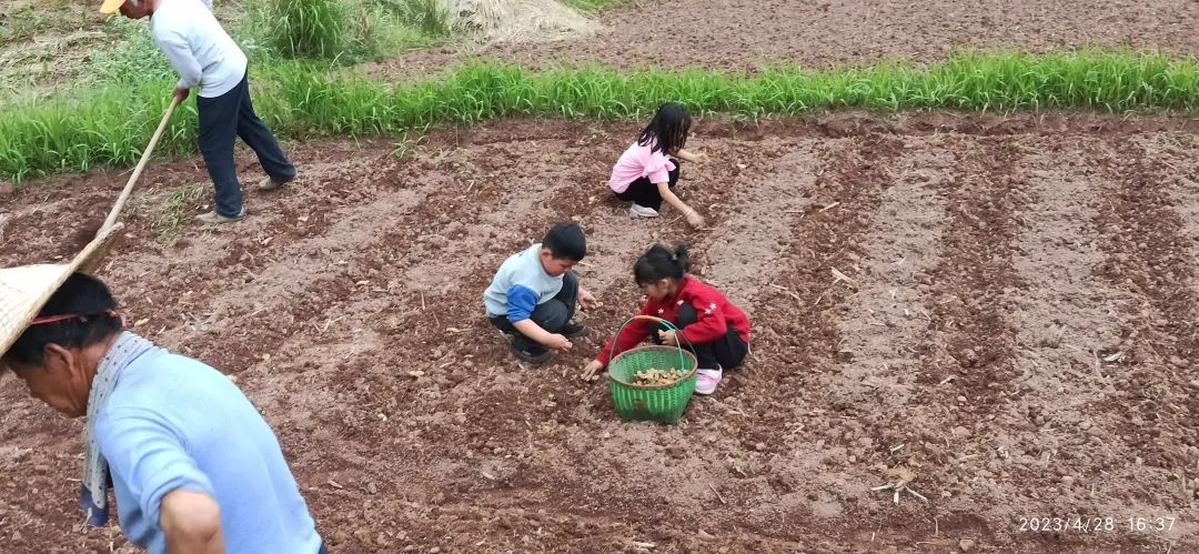 五一節快樂！七不大米3折特惠！不曾下得春時種 空向田頭望有秋；欲乘長日勸春耕 努力惜春華：農田 山地 家庭 日本 泰國種姜...