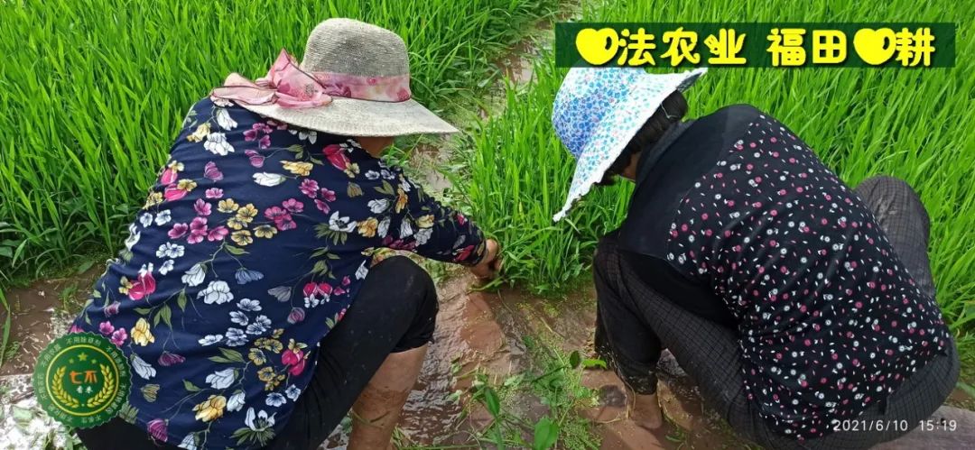 慶祝七不水稻 二級優質秈米 中浙優H7新上市-特惠五折預定，限時三天。可選1斤10斤及每月宅配送。