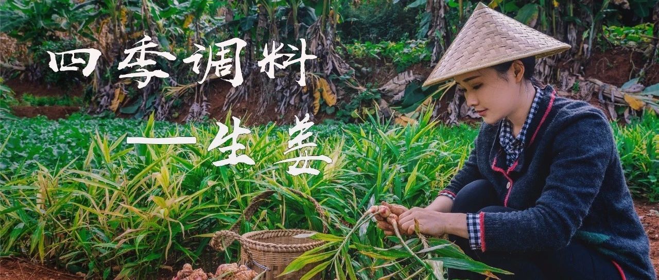 四季調料:生姜,早上三片姜,賽過喝參湯-七不姜 生姜養生網-明德CSA生態姜園&明安農業