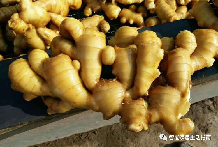 保存生姜不用放冰箱！教你訣竅，生姜不干癟不發芽，放一年都新鮮