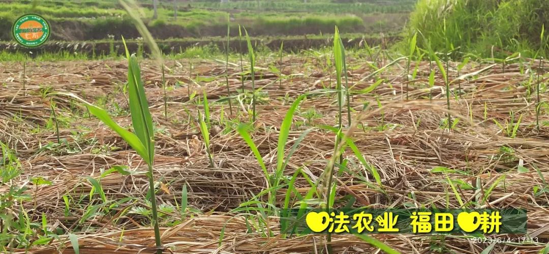 (●'?'●)6月慶祝春播春種順利完成！ 姜膏姜油 端午糯米 會員積分換購特惠 ，2023預售大米 會員折上折 6.18折