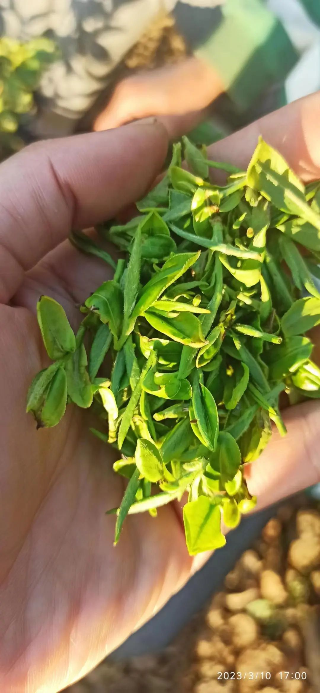 親，看看您有多少姜積分？ 積分換七不米換土特產換精品禮品了。STAMPS時裝表 派克筆 韓國777指甲剪。