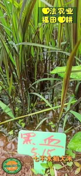 預定有禮-訂購大米送生姜。2022年秋收浙江仙居新米⑤紅秈米④黑米⑨勇優12粳米⑥糯米⑩香米華優18秈米 ⑾嘉豐優2號秈米 預定有禮-訂購大米送生姜。2022年秋收浙江仙居新米⑤紅秈米④黑米⑨勇優12粳米⑥糯米⑩香米華優18秈米 ⑾嘉豐優2號秈米