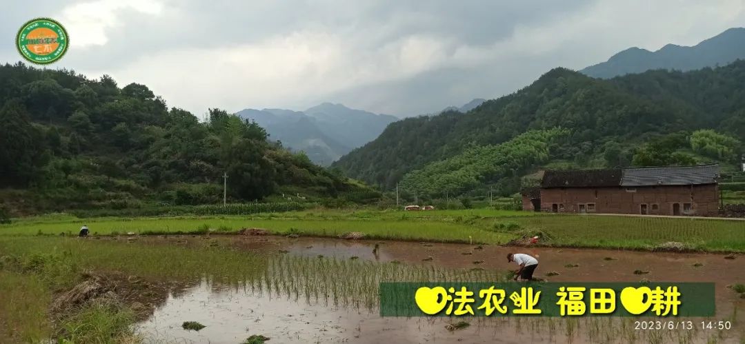(●'?'●)6月慶祝春播春種順利完成！ 姜膏姜油 端午糯米 會員積分換購特惠 ，2023預售大米 會員折上折 6.18折