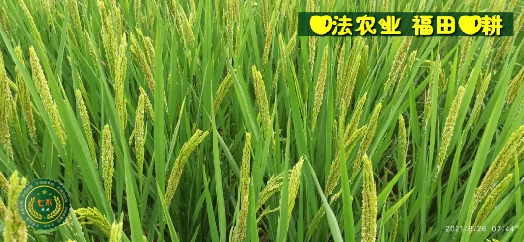 七不水稻即將上市-2021年新米預定月購限時特惠  家庭七不大米/紅米 紅皮大米/糯米/ 黑米/泰兩優217/中浙優H7 宅配送
