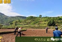 生姜養生 七不姜 明安農業企業 2022年新公眾號 視頻號 歡迎關注!-七不姜 生姜養生網-明德CSA生態姜園&明安農業