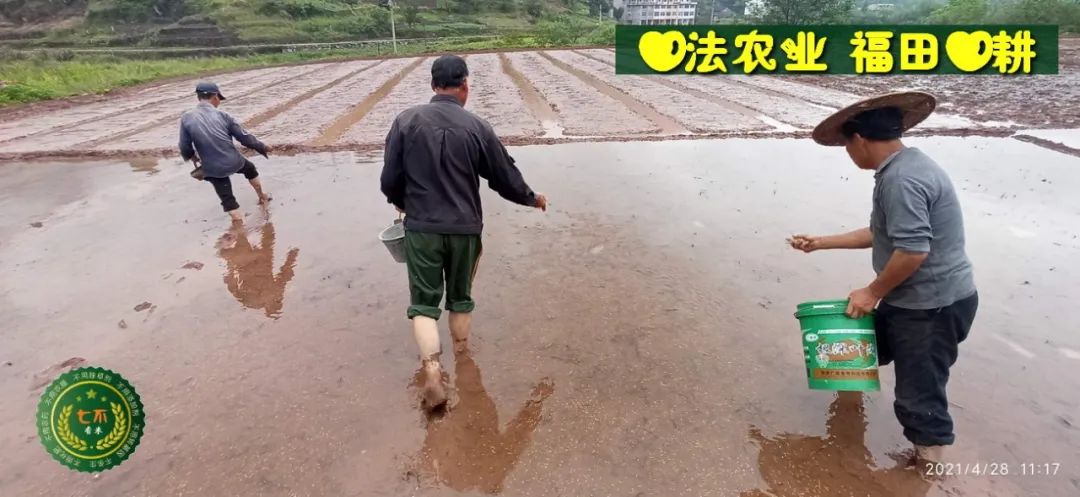 七不水稻即將上市-2021年新米預定月購限時特惠  家庭七不大米/紅米 紅皮大米/糯米/ 黑米/泰兩優217/中浙優H7 宅配送