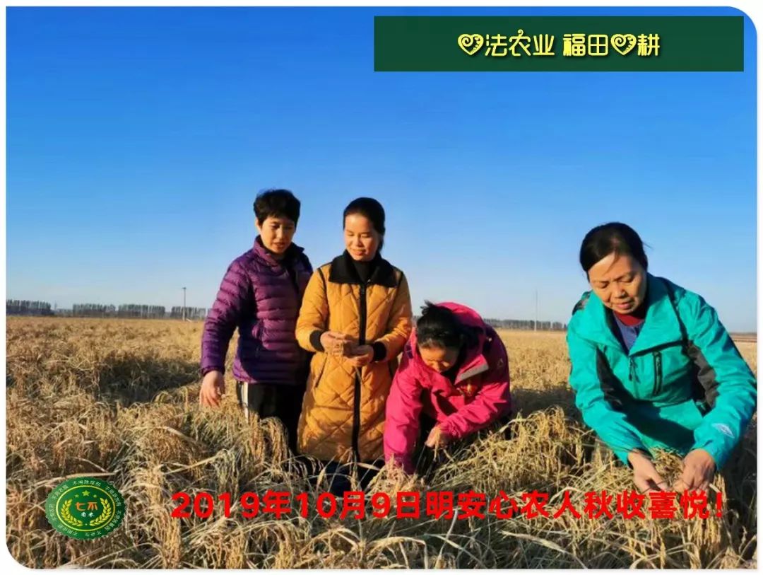 七不水稻即將上市-2021年新米預定月購限時特惠  家庭七不大米/紅米 紅皮大米/糯米/ 黑米/泰兩優217/中浙優H7 宅配送