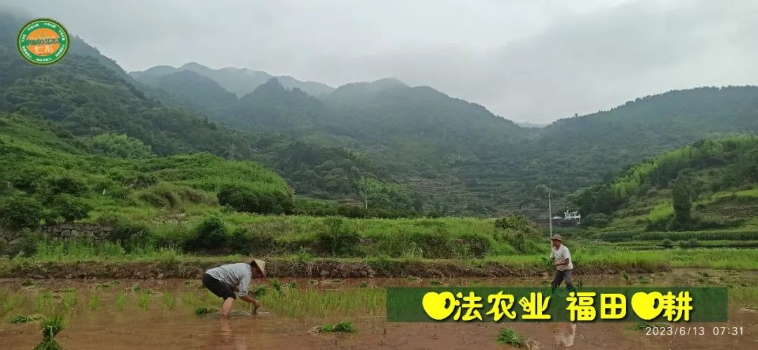 (●'?'●)6月慶祝春播春種順利完成！ 姜膏姜油 端午糯米 會員積分換購特惠 ，2023預售大米 會員折上折 6.18折