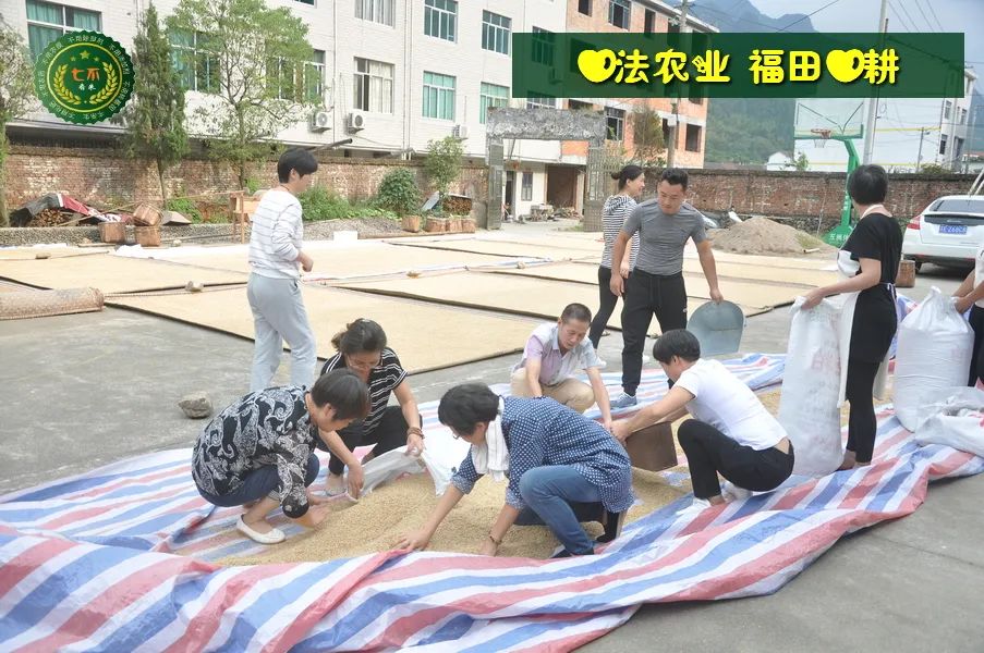 七不水稻即將上市-2021年新米預定月購限時特惠  家庭七不大米/紅米 紅皮大米/糯米/ 黑米/泰兩優217/中浙優H7 宅配送