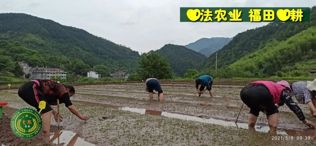 慶祝七不水稻 二級優質秈米 中浙優H7新上市-特惠五折預定，限時三天。可選1斤10斤及每月宅配送。